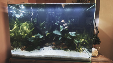 aquarium Thai Era