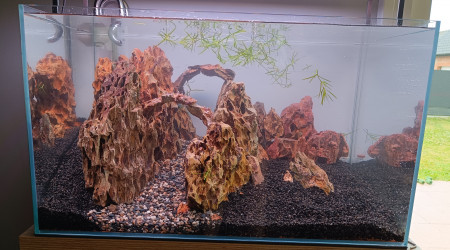 aquarium Bucephalandra