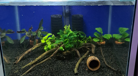 aquarium 50L Apistogramma agassizii blue flame