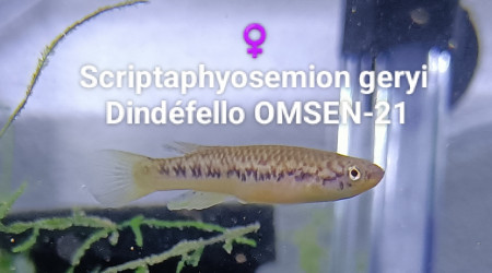 aquarium 212  02 Femelles  Scriptaphyosemion geryi  Dindéfello OMSEN-21