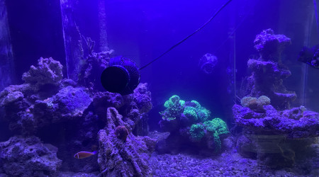aquarium Aquarium Recifal 365 litres
