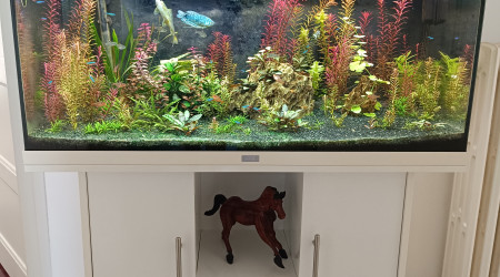 aquarium Aquarium juwel 160