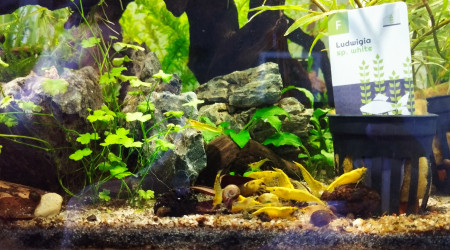 aquarium Yellow cube