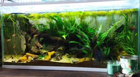 aquarium Les barbus