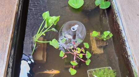 aquarium Bassin avant