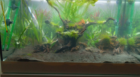 aquarium New aqua relooké suite à un déménagement