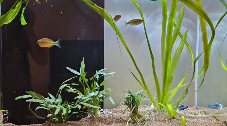 aquarium Aquacorail