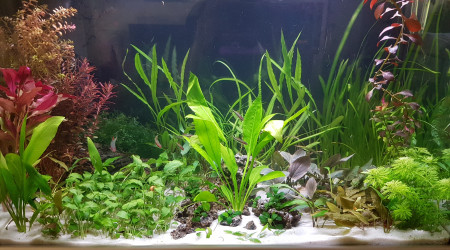 aquarium BAC160