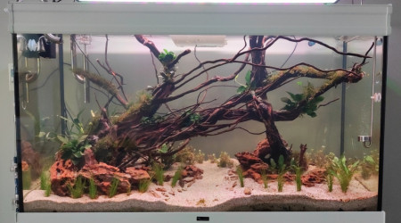 aquarium Aquarium communautaire
