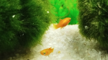 Alevins platy