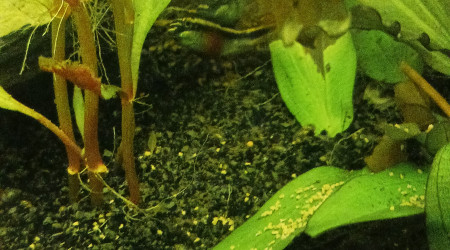 Naissance pelvicachromis pelcher