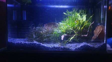 aquarium R.C