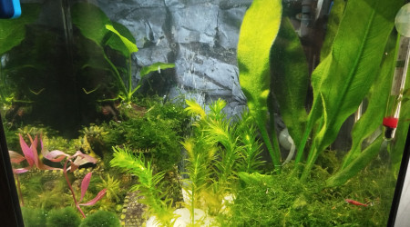 aquarium Superfish Start 30 Tropical