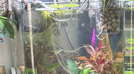 aquarium Nanocube AMTRA 20 Stella