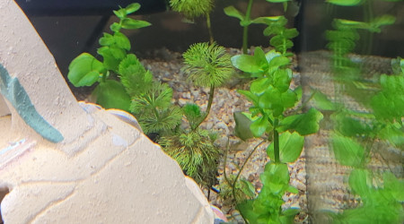 aquarium bonj