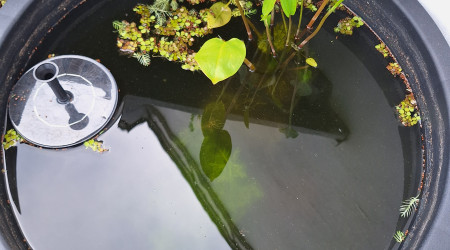 aquarium Poubellarium crevette