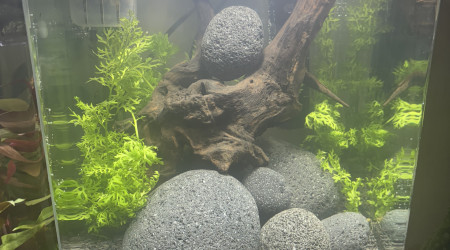 aquarium Nanocube AMTRA 20