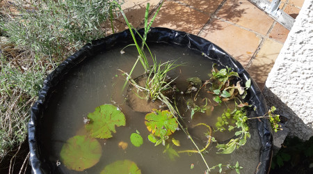aquarium Mini bassine 3