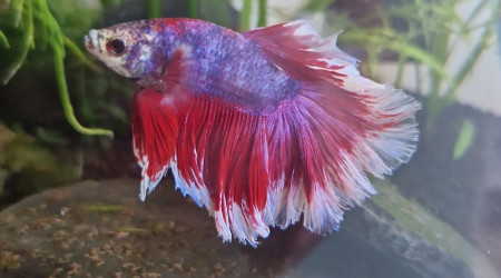 aquarium Betta