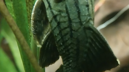 aquarium Amazonien hollandais