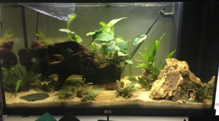 Introduction des néons roses