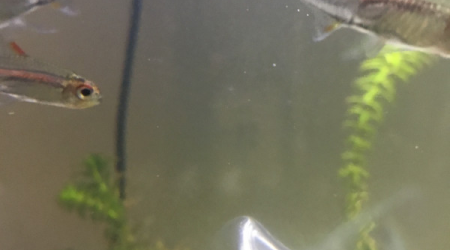 Introduction des néons roses