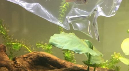 Introduction des néons roses