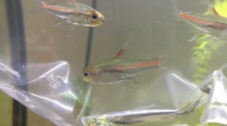 Introduction des néons roses