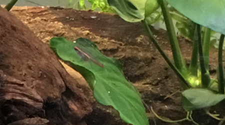 Introduction des néons roses