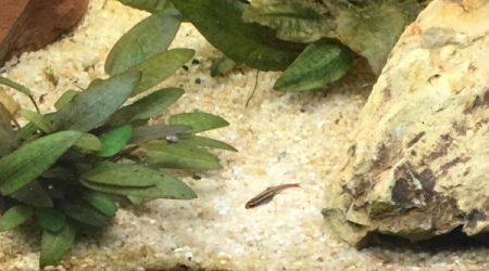 Introduction des néons roses