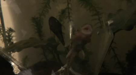 Introduction des ancistrus