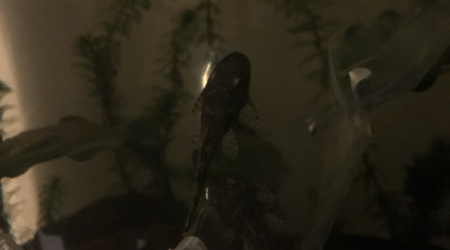 Introduction des ancistrus