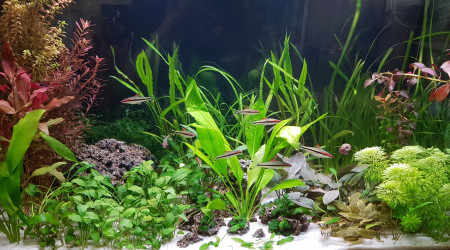 aquarium BAC160
