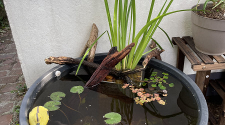 aquarium Mini bassin