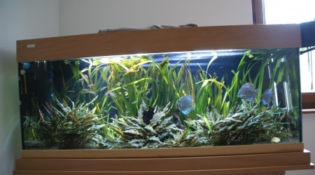 aquarium Sud américain