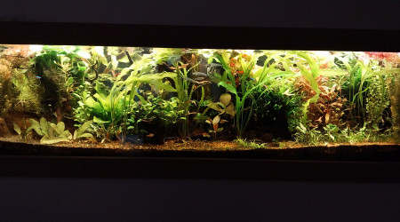 aquarium Amazonien hollandais
