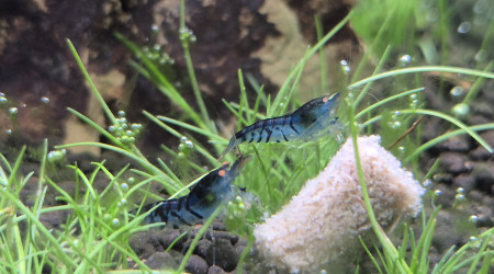 Ajout de 10 Caridina Royal Blue Tiger