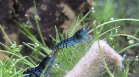 Ajout de 10 Caridina Royal Blue Tiger