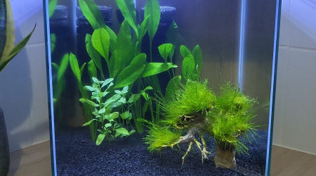 aquarium En cyclage