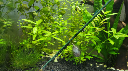 aquarium Blue velvet  et physa marmorata