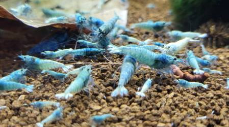 aquarium Cuve de 27l