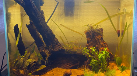 aquarium Neocaridina Yellow Fire - Cambarellus diminutus bleues