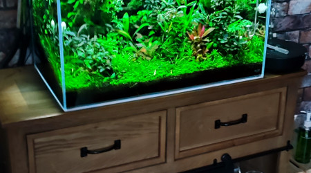 aquarium Patrick cornu