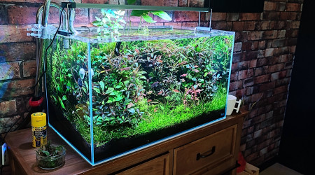 aquarium Patrick cornu