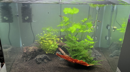 aquarium Dennerle scaper tank 70l