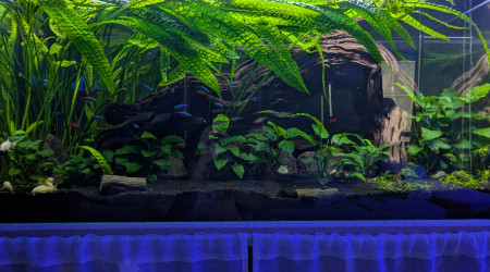 aquarium 200 Litres
