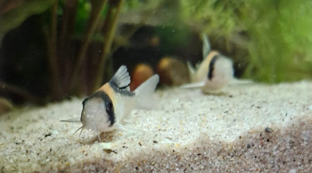 aquarium Proxima 325