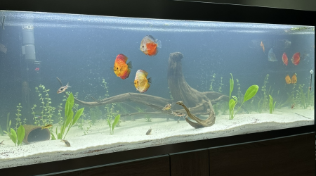 aquarium Biotope amazonien discus
