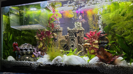 aquarium Ciano Nursery