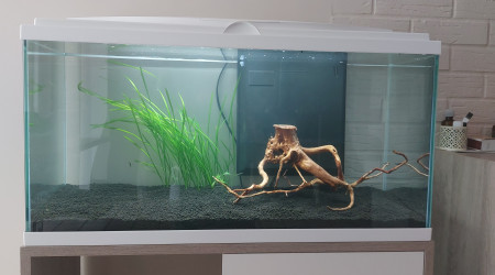aquarium Communautaire 80 litres